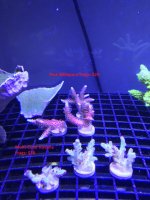 Multicolor Rosaria and Pink Millepora - Priced.jpg