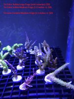 Tri-Color Valida; Tri-Color Cerealis - Priced.jpg