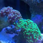 ImageUploadedByReefs2017-03-13 09:14:21 EDT.jpg