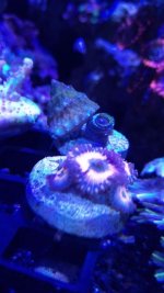 IMG_20171016_171301.jpg