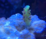 IMG_0520.jpg