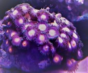 zoas.jpg