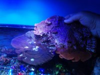 purple with orange monti cap.jpg
