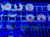 20170727_175352.jpg