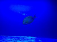 IMG_0333.jpg