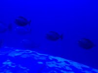 IMG_0371.jpg
