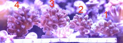 pocillopora corals for sale.jpg