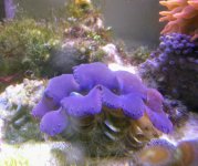 clam.jpg