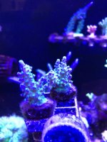 IMG_1868.jpg