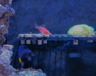 tang, hawkfish, GSP.jpg