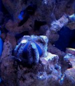 tuxedo urchin.jpg