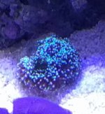 galaxea coral.jpg