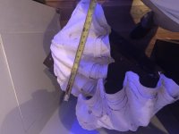 IMG_6942.jpg