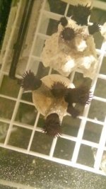 IMG_20180827_025225.jpg