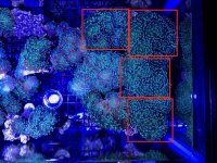 Large frags for sale v2.jpg