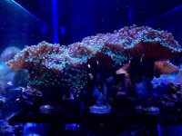 IMG_0496 v2.jpg