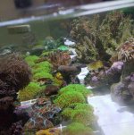 ImageUploadedByReefs2018-07-12 09:17:13 EDT.jpg