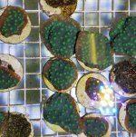 ImageUploadedByReefs2018-07-12 09:18:55 EDT.jpg