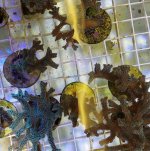 ImageUploadedByReefs2018-07-12 09:27:10 EDT.jpg