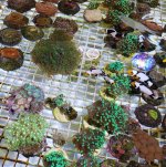 ImageUploadedByReefs2018-07-12 09:30:20 EDT.jpg