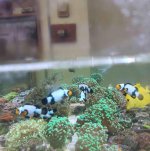 ImageUploadedByReefs2018-07-12 09:30:24 EDT.jpg