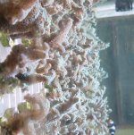 ImageUploadedByReefs2018-07-12 09:31:38 EDT.jpg