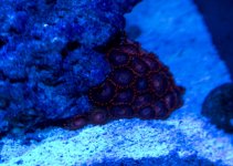 zoas.jpg