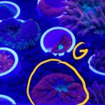 g1.jpg g1.jpg