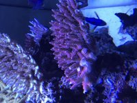 Hot Pink Millepora Mother Colony.jpg