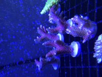 Hot Pink Millepora Frags.jpg