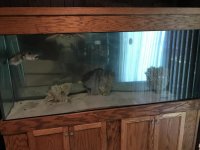 Fish_2.jpg