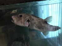 Fish_1.jpg