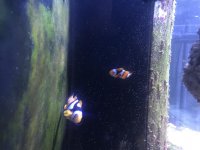 Clown Fish.jpg