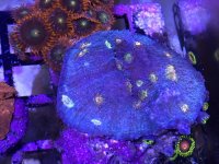 IMG_0669.jpg