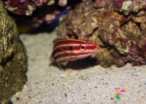 striped wrasse1.jpg