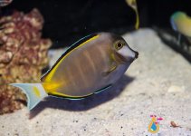 Brown Tang1.jpg