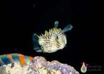 porcupine puffer1.jpg