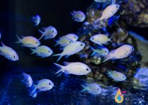 green chromis11.jpg