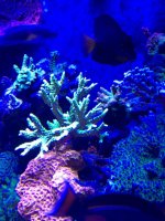 bioreef colony.jpg