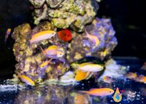 anthias yellow1.jpg