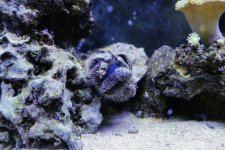 Urchin.JPG