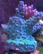 IMG_0294.jpg