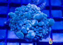 BUBBLE CORAL1.jpg