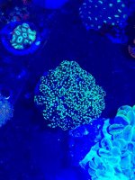 frogspawn.jpg