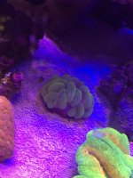 green bubble.jpg