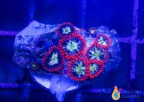 RED1ZOAS.jpg