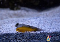 CLOWN GOBY.jpg