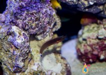 TAILSPOT BLENNY1.jpg