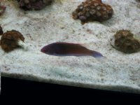 June12007Tank057.jpg