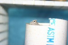 MY Ugly corals 1.jpg